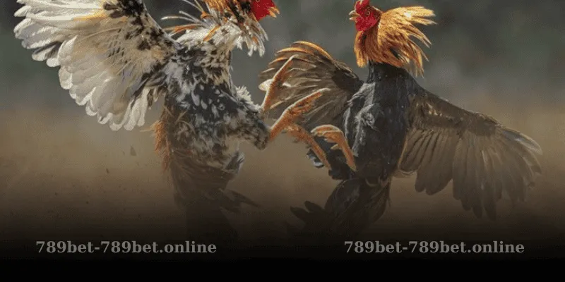 Đá Gà Mỹ – Cơ Hội Thắng Lớn Tại 789bet